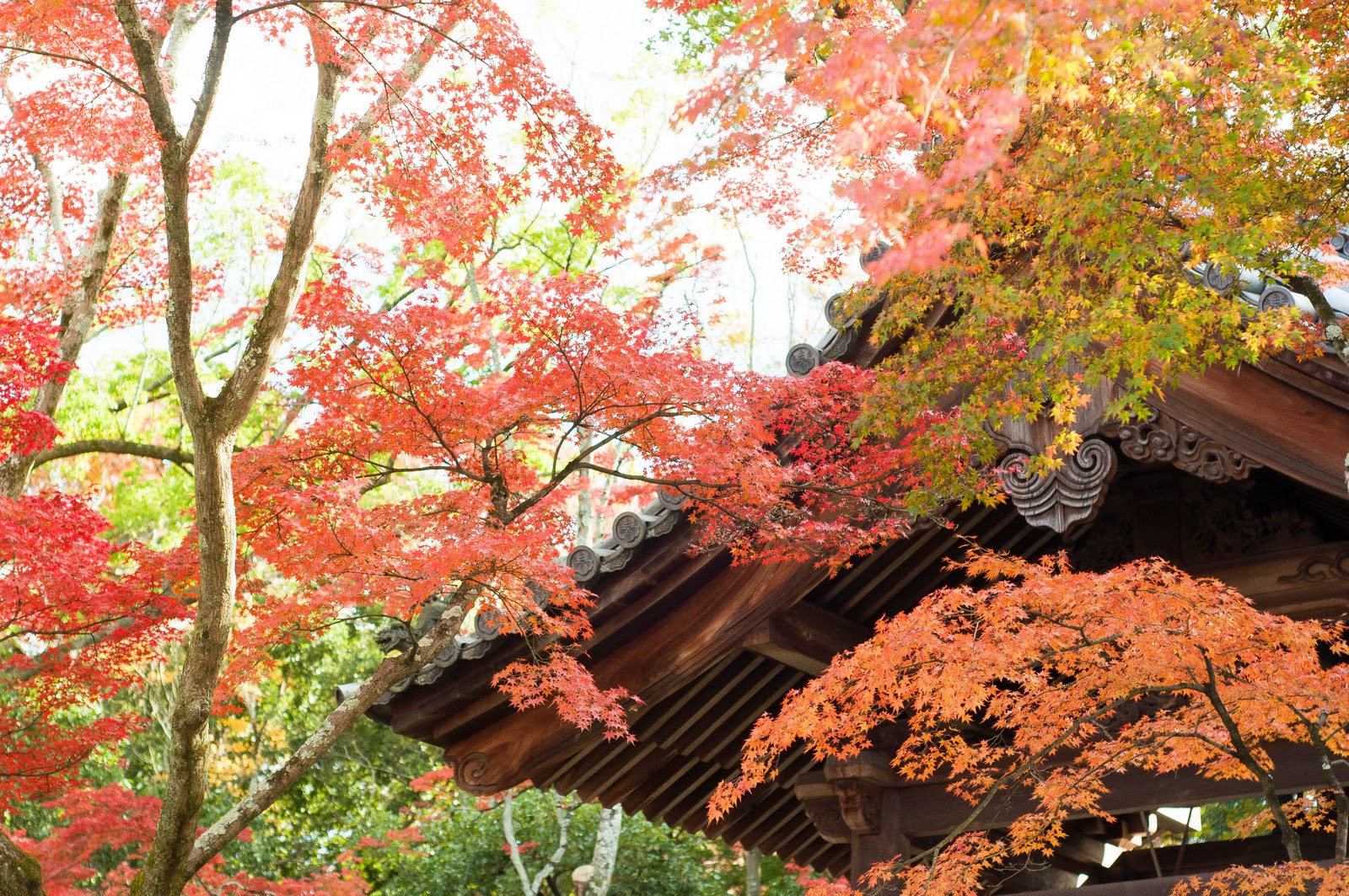 Kyoto Mainland Japan - Marshalls Abroad