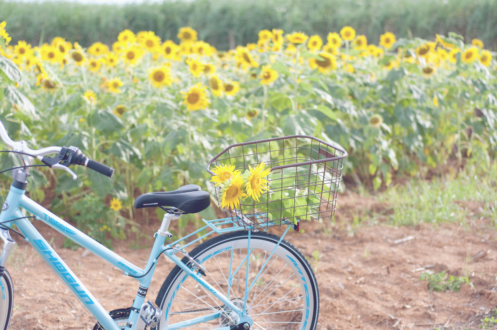 sunflower bike